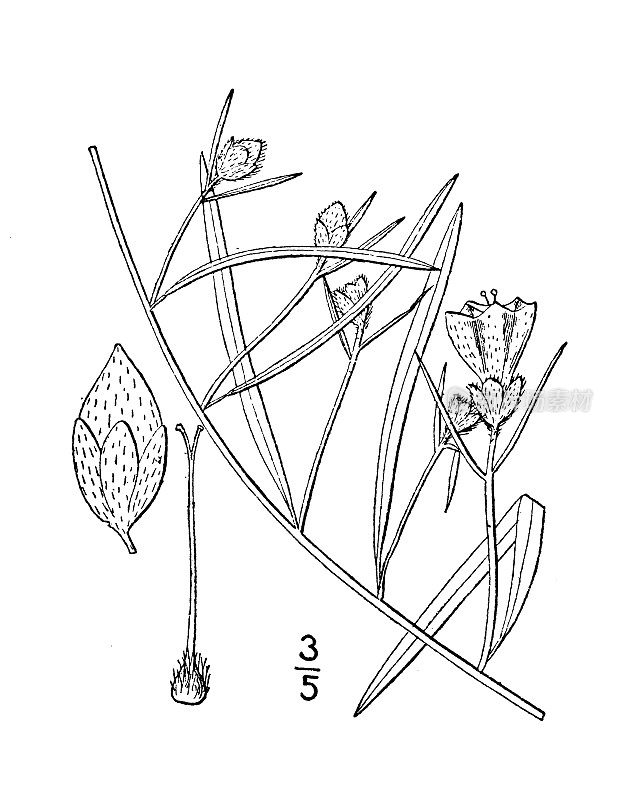 古植物学植物插图:Pickering’s Breweria Pickering’s Breweria